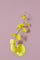 Blossom -kynsi - Vesiputkista valmistettu värikäs koukku